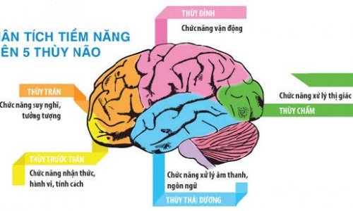 ĐỜI SỐNG CỦA BỘ ÓC TRONG ĐỜI SỐNG CON NGƯỜI