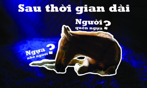 Sau thời gian dài...Người quên ngựa ? Ngựa nhớ người ?
