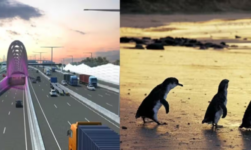 Dịch vụ hữu ích: Khám phá đường hầm khổng lồ và xem chim cánh cụt miễn phí