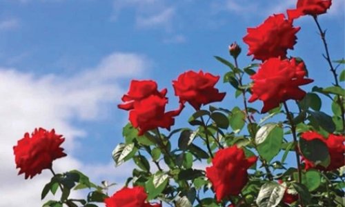 Làm vườn là 1 thú vui - Thực hiện nhân giống cây hoa hồng