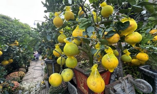 Hoa kiểng đổ về TP.HCM đón tết sớm