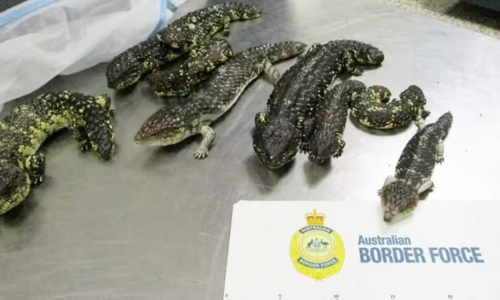 Úc trước vấn nạn buôn lậu động vật hoang dã: Các nhà nghiên cứu lần theo dấu vết thị trường chợ đen