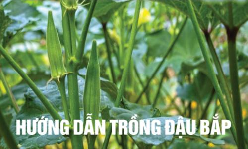 Làm vườn là 1 thú vui: - HƯỚNG DẪN TRỒNG ĐẬU BẮP