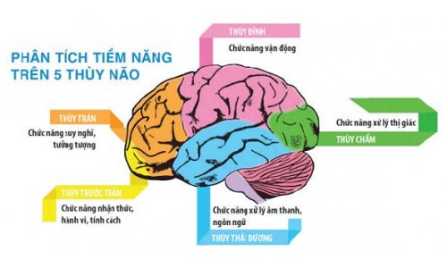 ĐỜI SỐNG CỦA BỘ ÓC TRONG ĐỜI SỐNG CON NGƯỜI