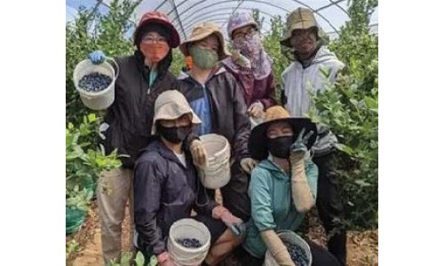 Vườn rau Việt trên đất Nam Úc