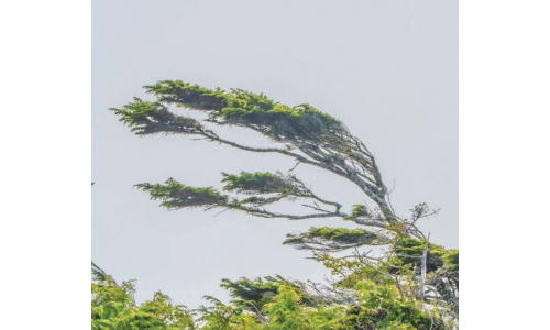 Gió từ đâu đến và hình thành ra sao?