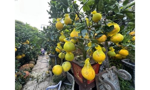 Hoa kiểng đổ về TP.HCM đón tết sớm