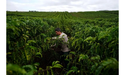 Đối thủ cà phê robusta của Việt Nam đẩy mạnh chất lượng