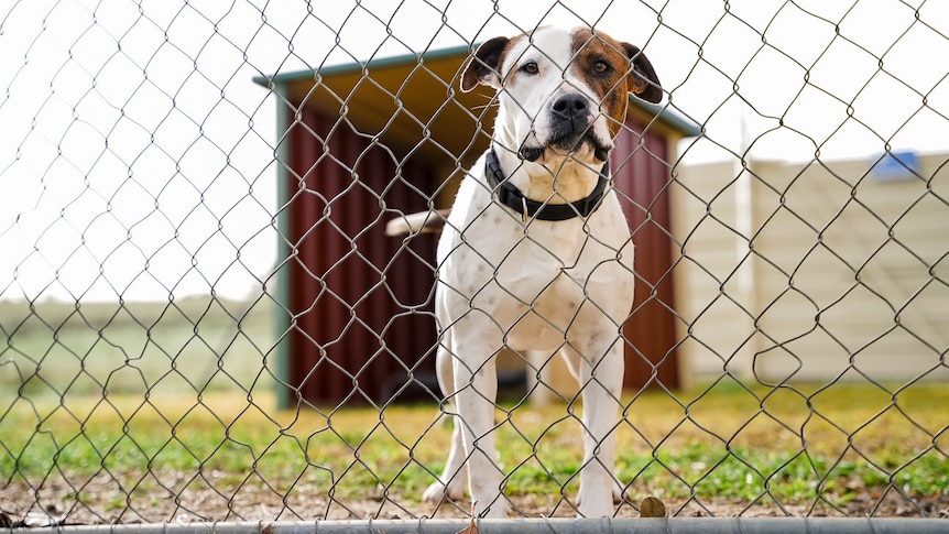 Tổ chức Phúc lợi Vật nuôi South East Animal Welfare League Nam Úc, tìm kiếm thêm nguồn đóng góp giữa lúc thỏa thuận tài trợ của hội đồng kết thúc