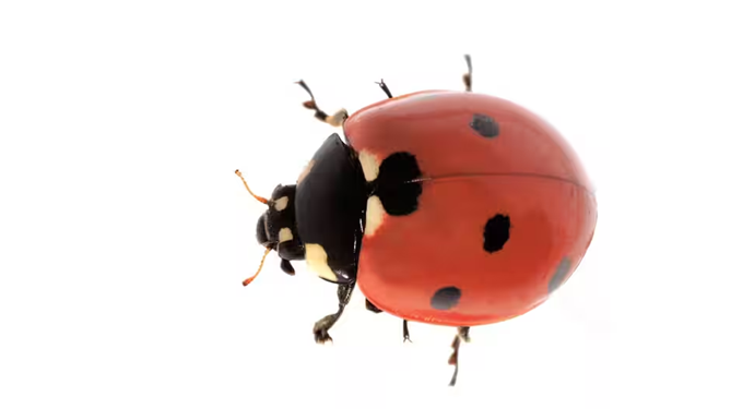 Các chuyên gia Úc huấn luyện Bọ Rùa Ladybird trở thành sát thủ của rệp khoai tây