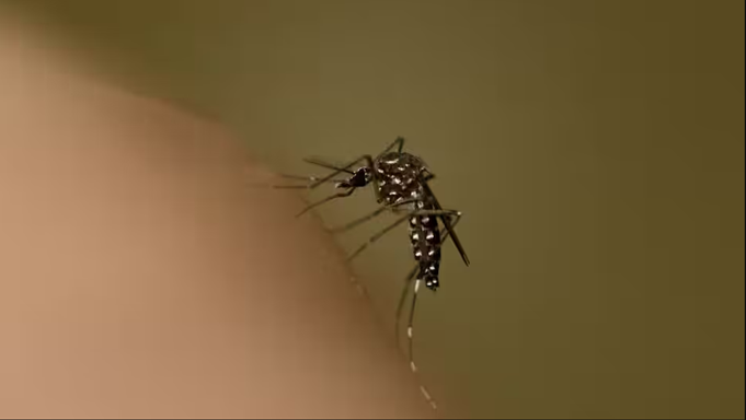 Các trường hợp nhiễm virus do muỗi truyền này đang gia tăng. Đây là cách để bảo vệ chính mình