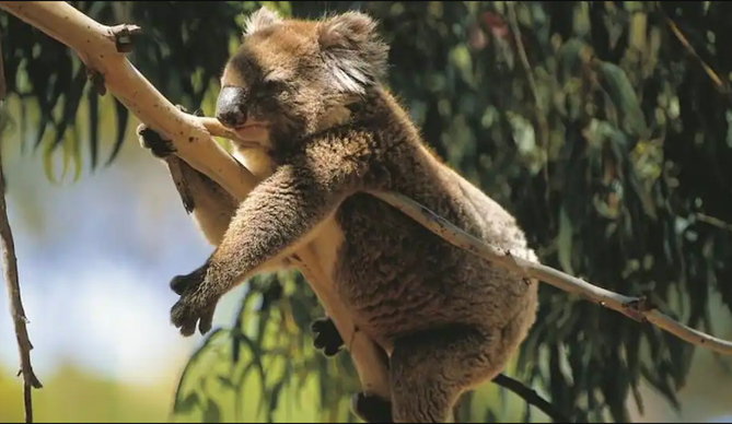 Ứng dụng nhiều phương tiện để bảo vệ Koala khỏi tuyệt chủng