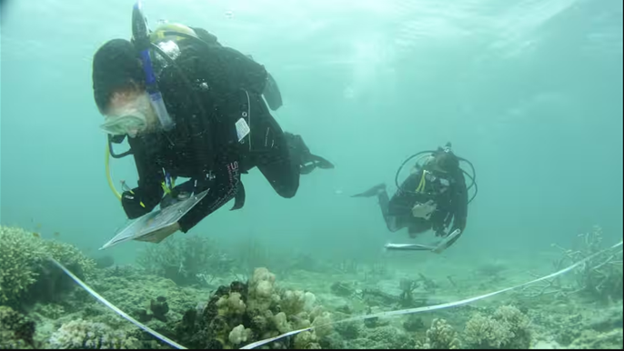 Cứu rặng san hô Great Barrier thông qua du lịch