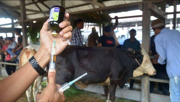 Liên bang bỏ ra hàng triệu Úc kim để ngăn chặn bệnh lở mồm long móng