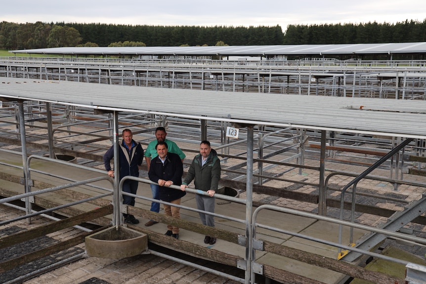 Mount Gambier Saleyards nâng cấp nghi ngờ khi Lao động tái xây dựng thương hiệu chương trình tài trợ khu vực