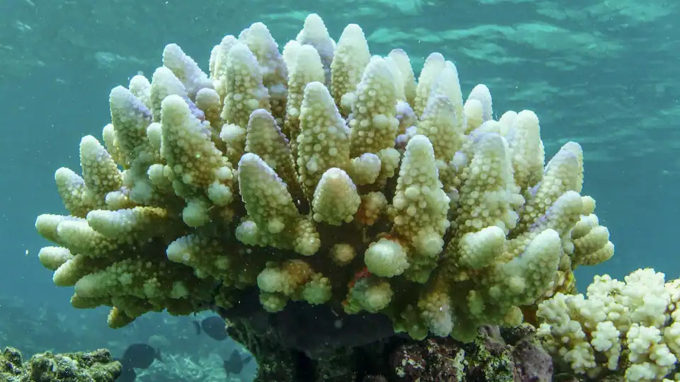 Dấu hiệu san hô mới cho thấy nhiều hứa hẹn tại rặng san hô Great Barrier Reef