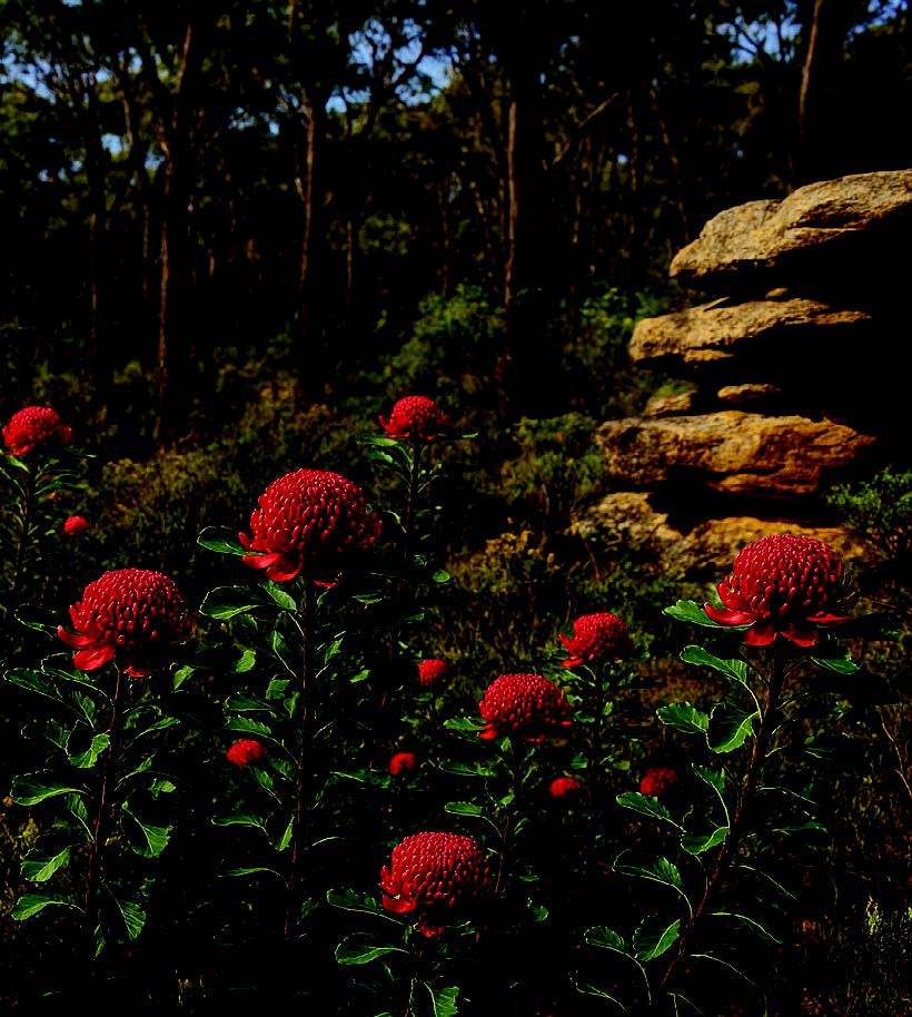 Watarah: Loài hoa biểu tượng của New South Wales