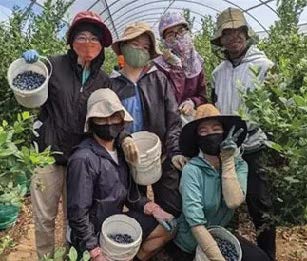 Vườn rau Việt trên đất Nam Úc