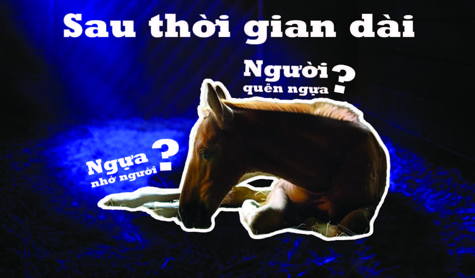 Sau thời gian dài...Người quên ngựa ? Ngựa nhớ người ?