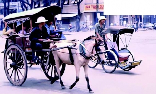 Hoài niệm về xe ngựa Sài Thành