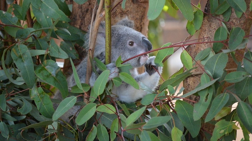Một nơi bảo tồn mới cho koala bệnh và bị thương được mở tại New South Wales