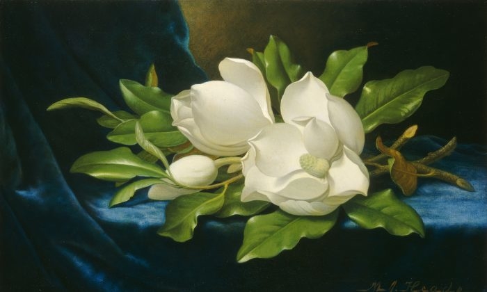 Ba bông hoa mộc lan phương Nam xinh đẹp