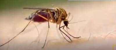 Xét nghiệm gà Sentinel dương tính với hai loại virus mozzie nguy hiểm.