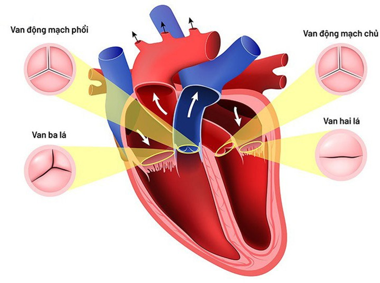 BỆNH VAN TIM: - Triệu chứng, Nguyên nhân, Chẩn đoán, & Điều trị