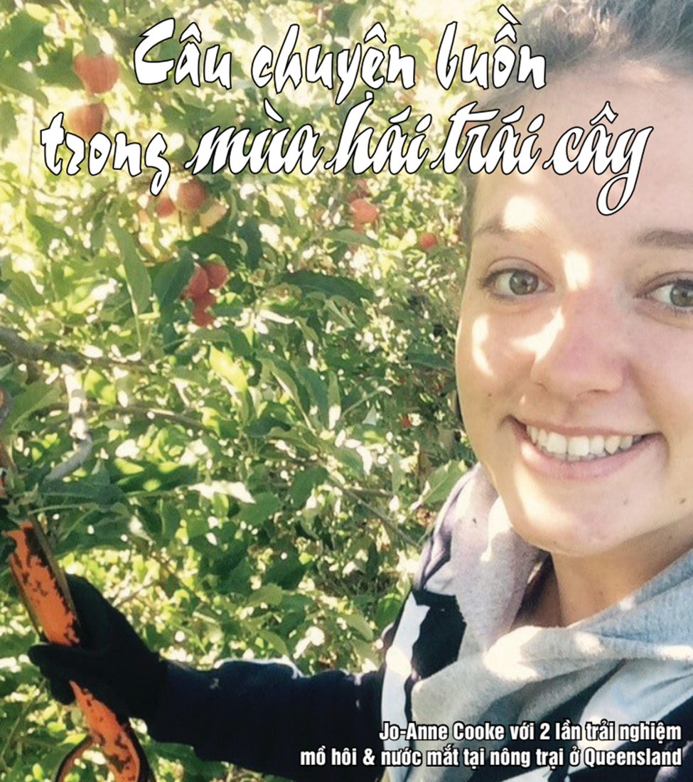 mồ hôi & nước mắt: Câu chuyện buồn trong mùa hái trái cây