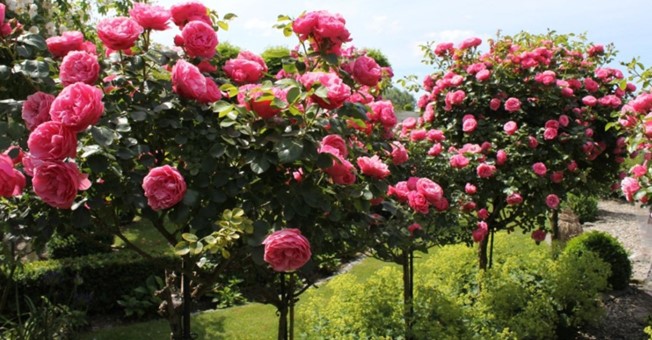 Niềm vui bất tận: Thiết lập một vườn hồng đủ có bông tươi cắt cắm bình quanh năm