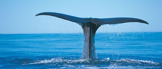 Thời tiết sắp trở nên ấm áp, hãy lên kế hoạch đi chiêm ngưỡng loài động vật lớn nhất trên đại dương - Cá Voi Xanh (Blue Whale)