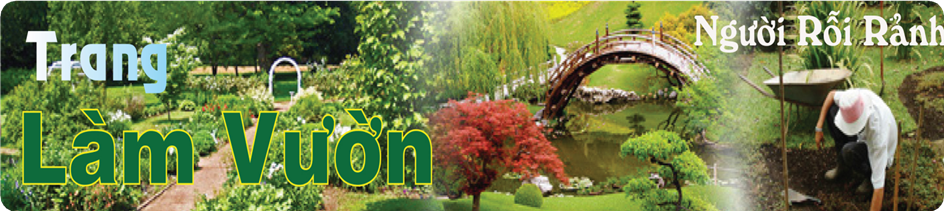 TRANG LÀM VƯỜN - Bón phân: Cung cấp chất dinh dưỡng cho rau, đậu trồng trong vườn nhà