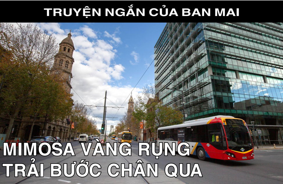 TRUYỆN NGẮN CỦA BAN MAI - MINOSA VÀNG RỤNG RẢI BƯỚC  CHÂN QUA