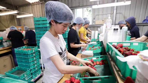 Chọn nghề gì: Làm farm tại Úc - công việc, trải nghiệm thực tế và cơ hội visa