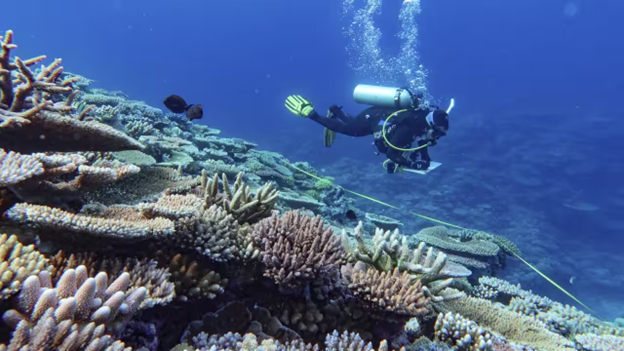 Khảo sát cho thấy sự mất mát san hô đáng báo động ở rạn san hô Great Barrier