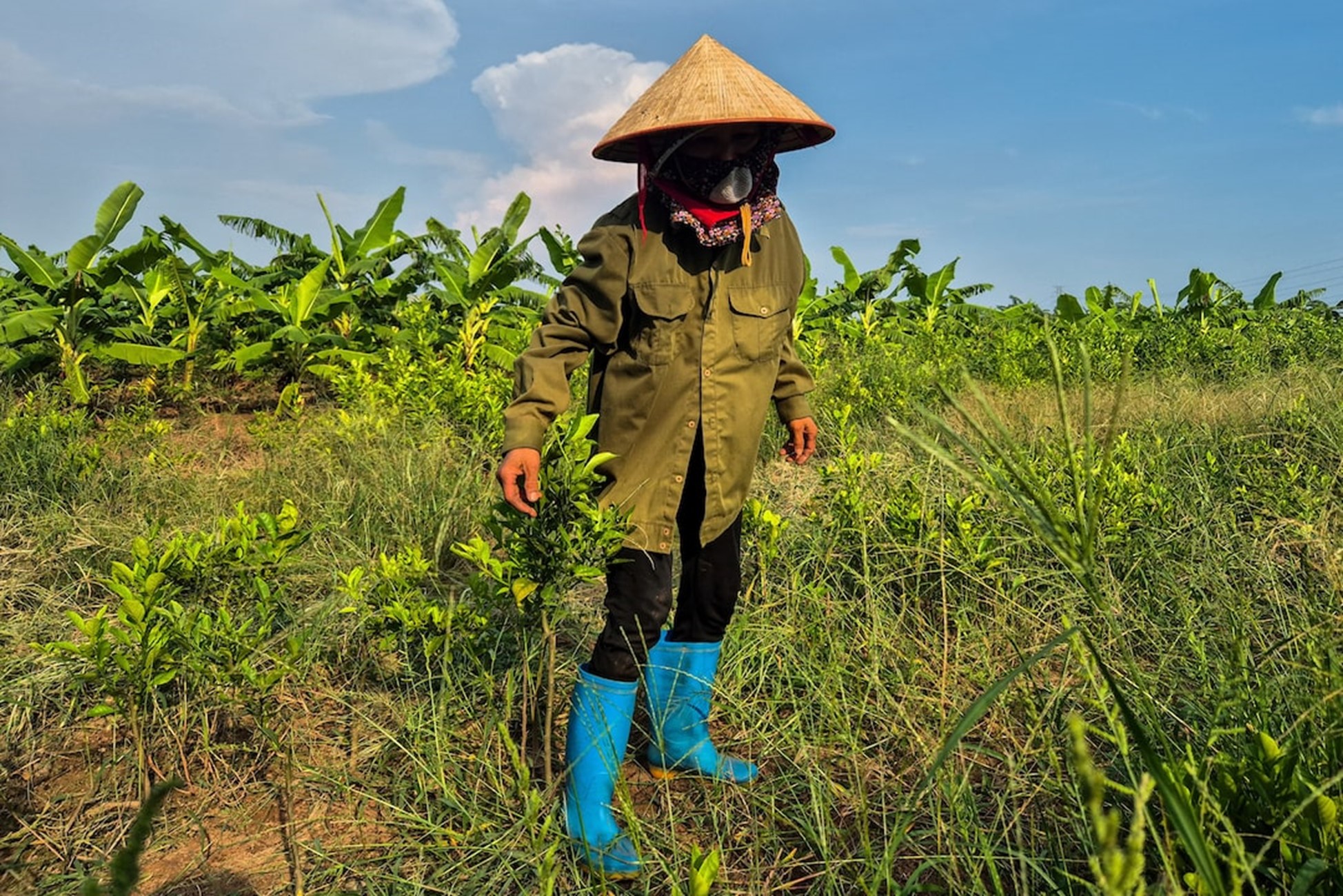 Một ít tiền và một ít gạo cho những nông dân Việt Nam bị di dời vì sân golf Trump trị giá 1,5 tỷ đô-la