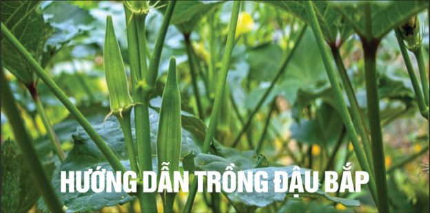 Làm vườn là 1 thú vui: - HƯỚNG DẪN TRỒNG ĐẬU BẮP