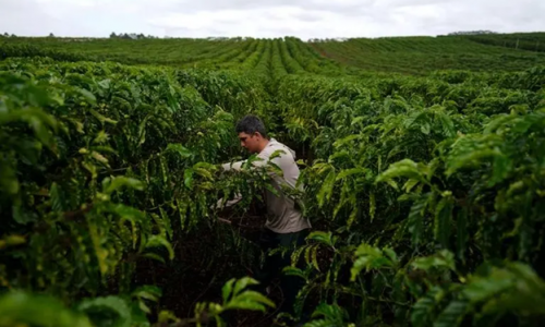 Đối thủ cà phê robusta của Việt Nam đẩy mạnh chất lượng