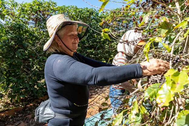 Vị thế cà phê robusta của Việt Nam bị đe dọa