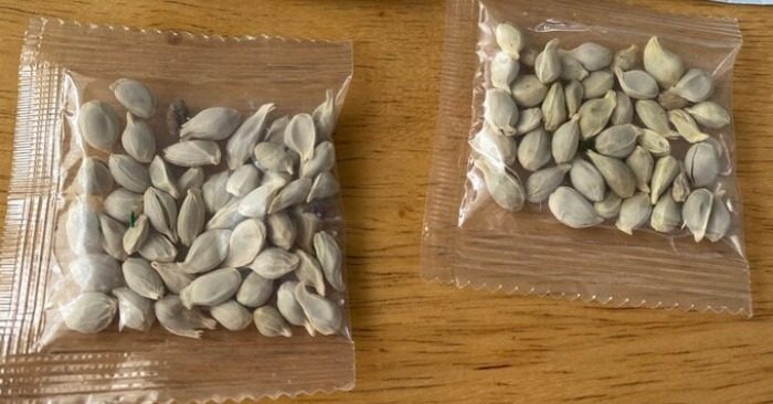 Mỹ phát hiện cỏ dại độc, ấu trùng bọ trong hạt giống gửi từ Trung Quốc