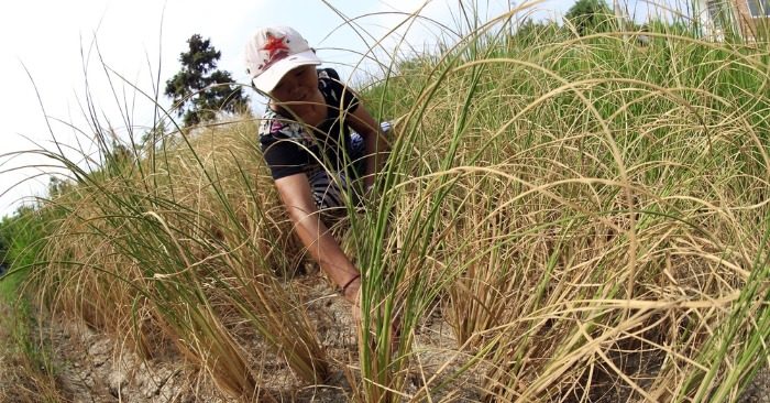 Vì sao nông dân Trung Quốc phải chặt cây, chỉ được trồng lương thực trong 5 năm tới?